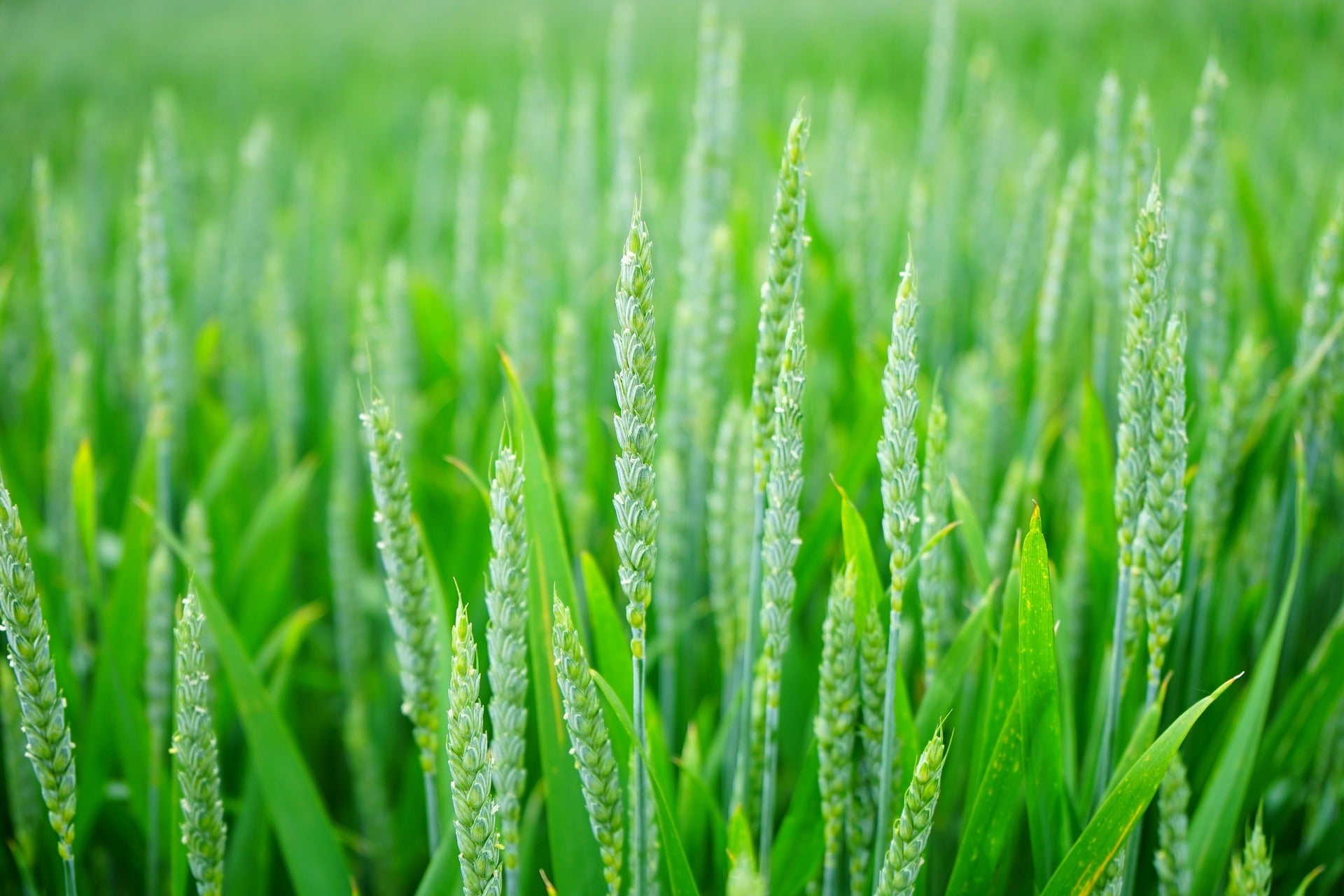 Wheatgrass