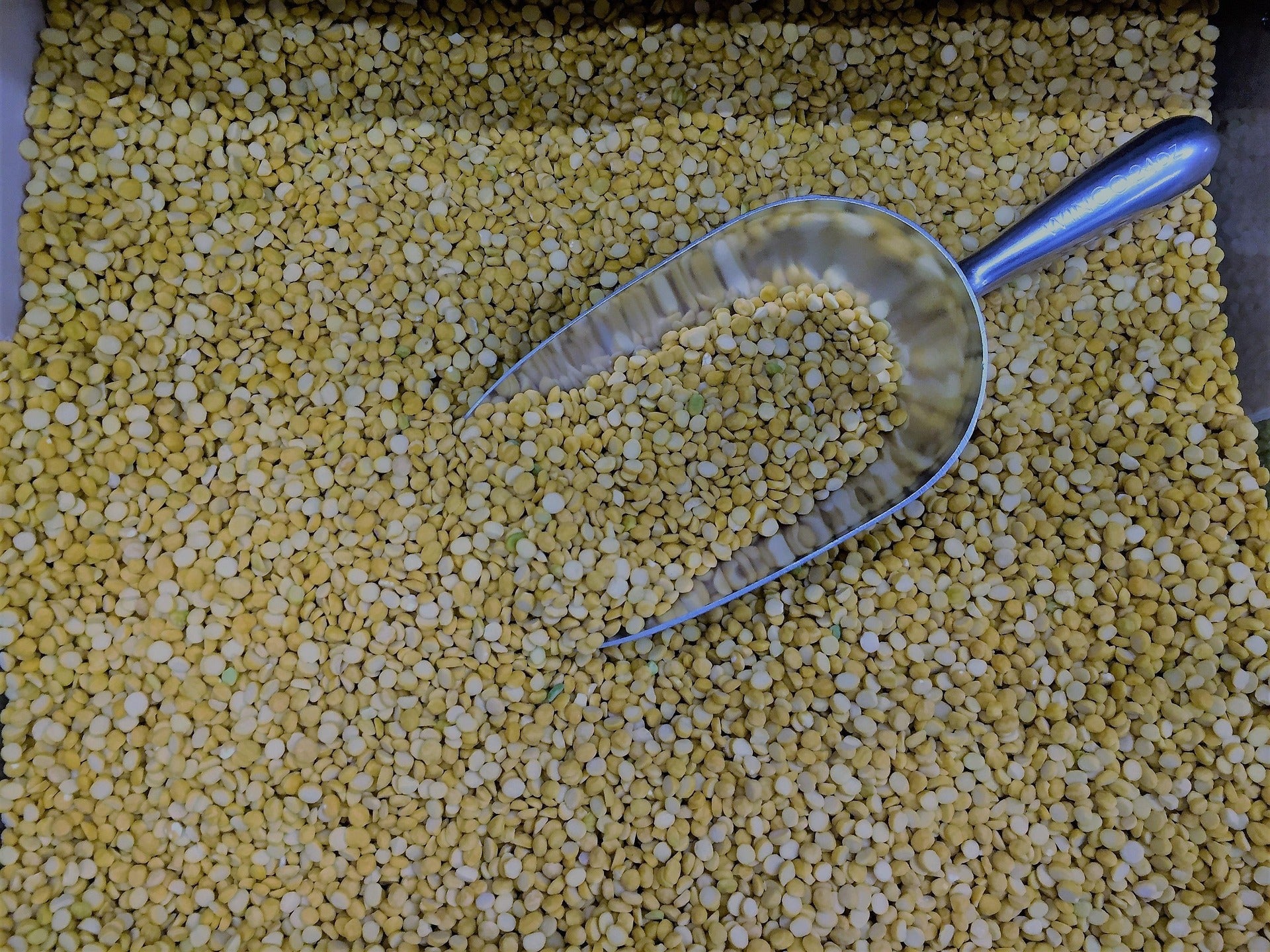 Pea Protein