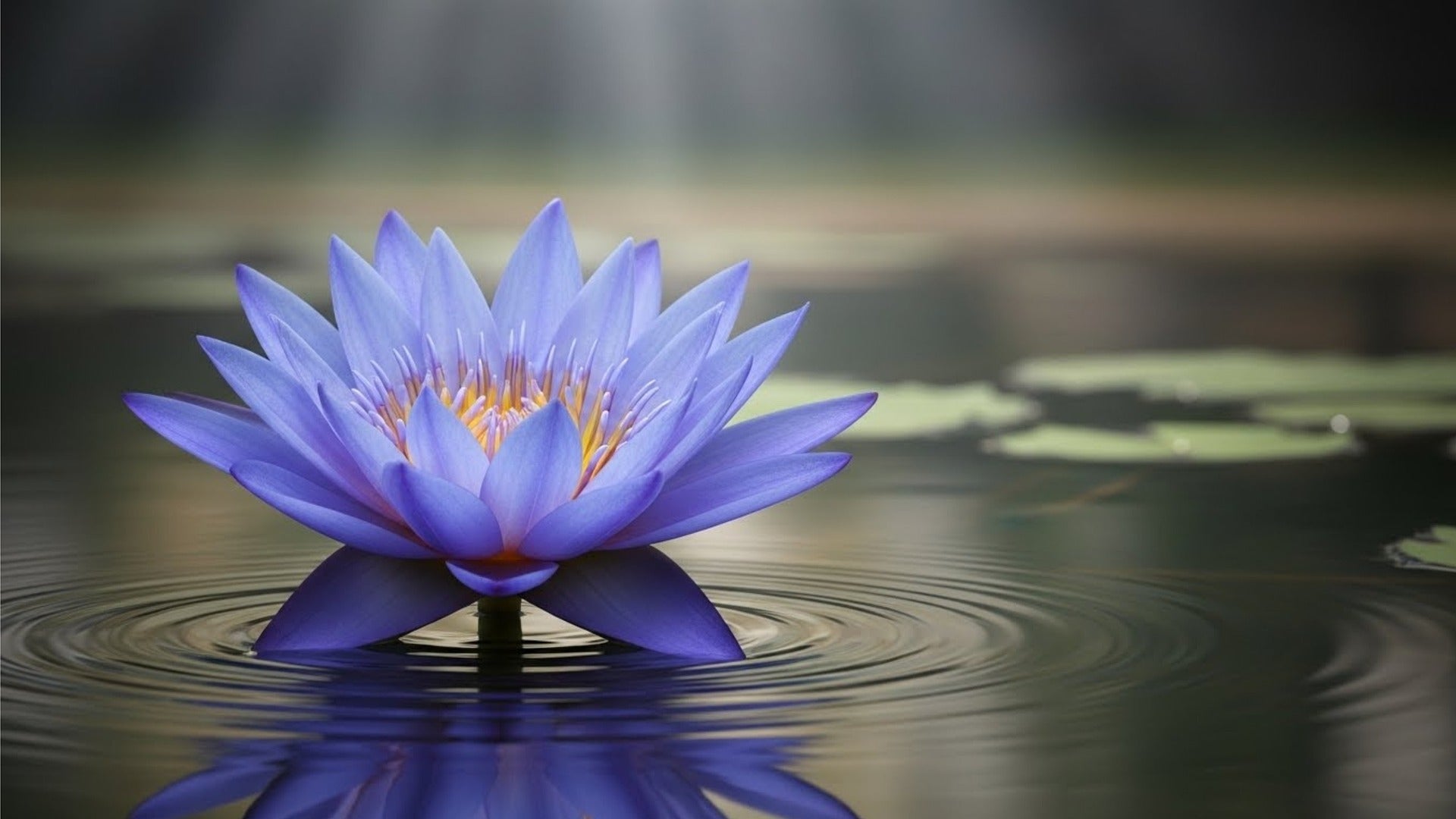 Blue Lotus Flowers