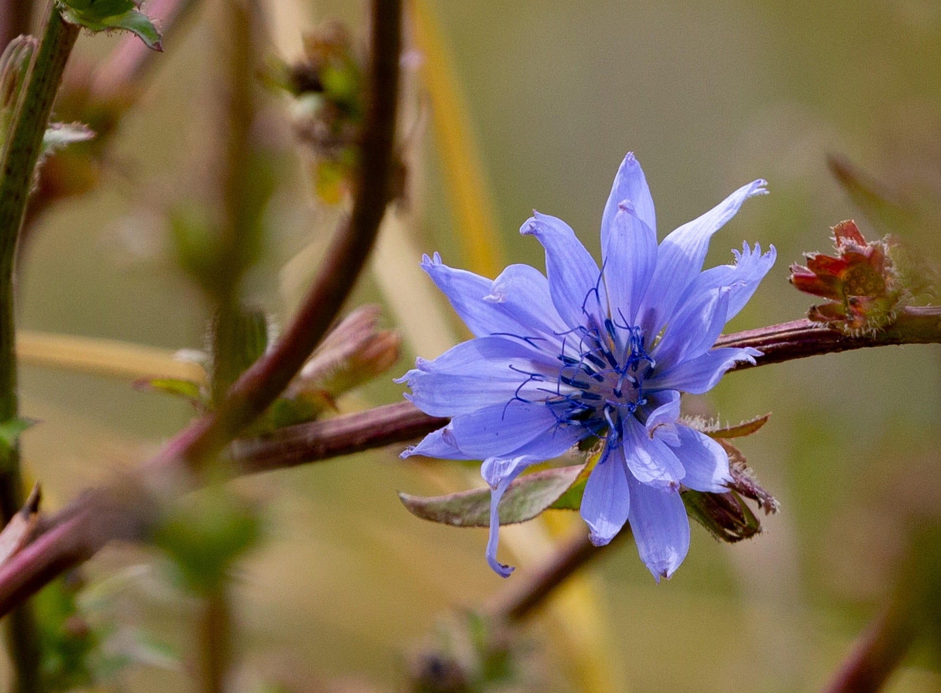 Chicory Root